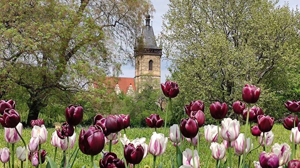 Tulipanes en Karlovo náměstí con torre del Ayuntamiento de la Ciudad Nueva al fondo.